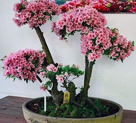 10 Japanese Cherry Blossom Bonsai Seeds – Perfect for Full Sun and Partial Shade