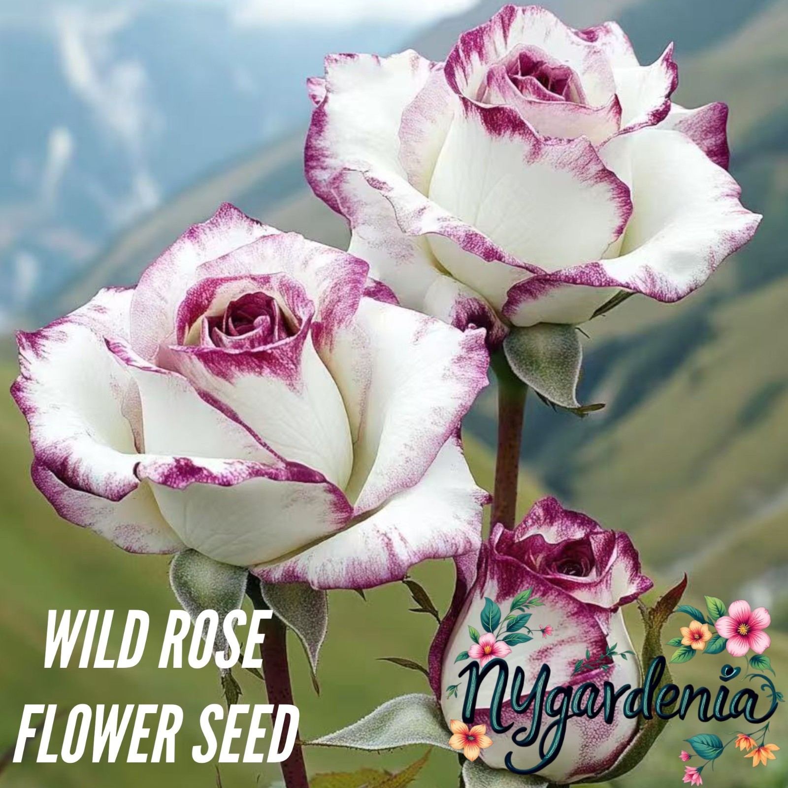 20 Speckled Purple & White Rose Seeds Unique Striped Blooms for Elegant Gardens