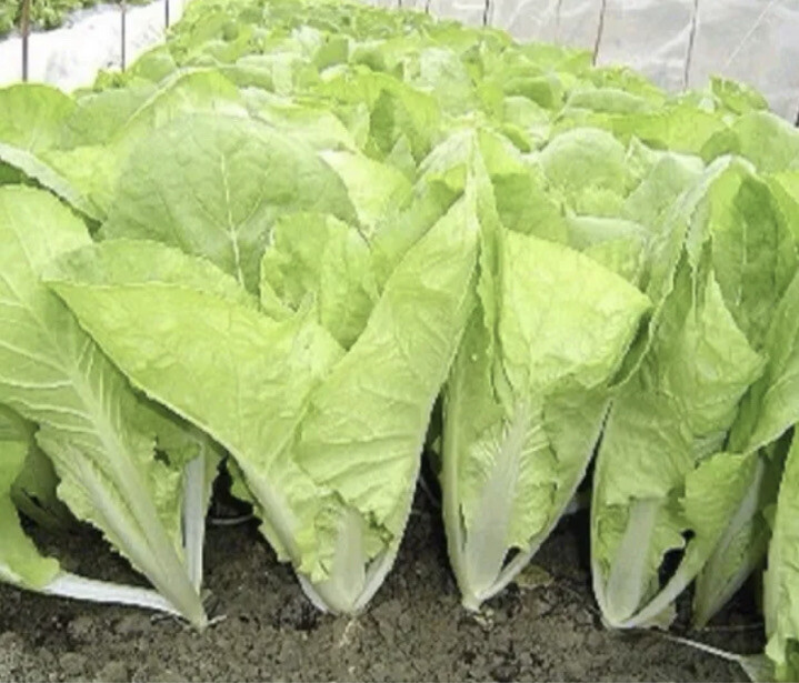 300+ Taiwan Pak Choy Seeds. 台灣小白菜。Just harvest Summer 2022