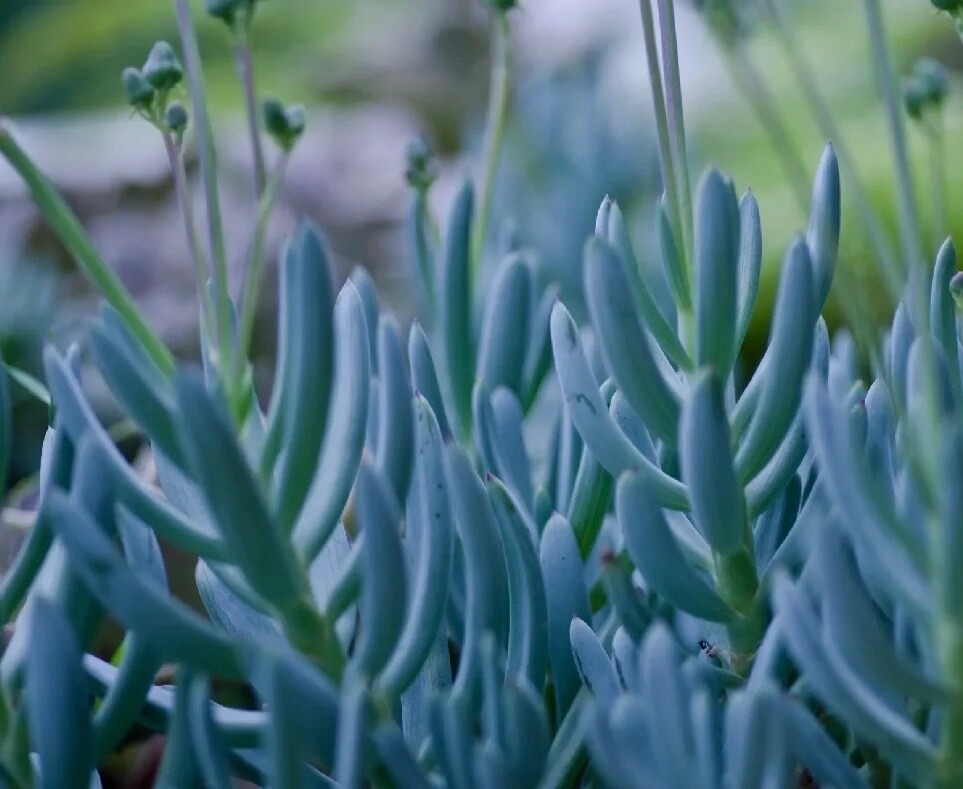 Blue Chalk Sticks Rare Succulent Indoor Outdoor Live Plant Unrooted Cutting 4″