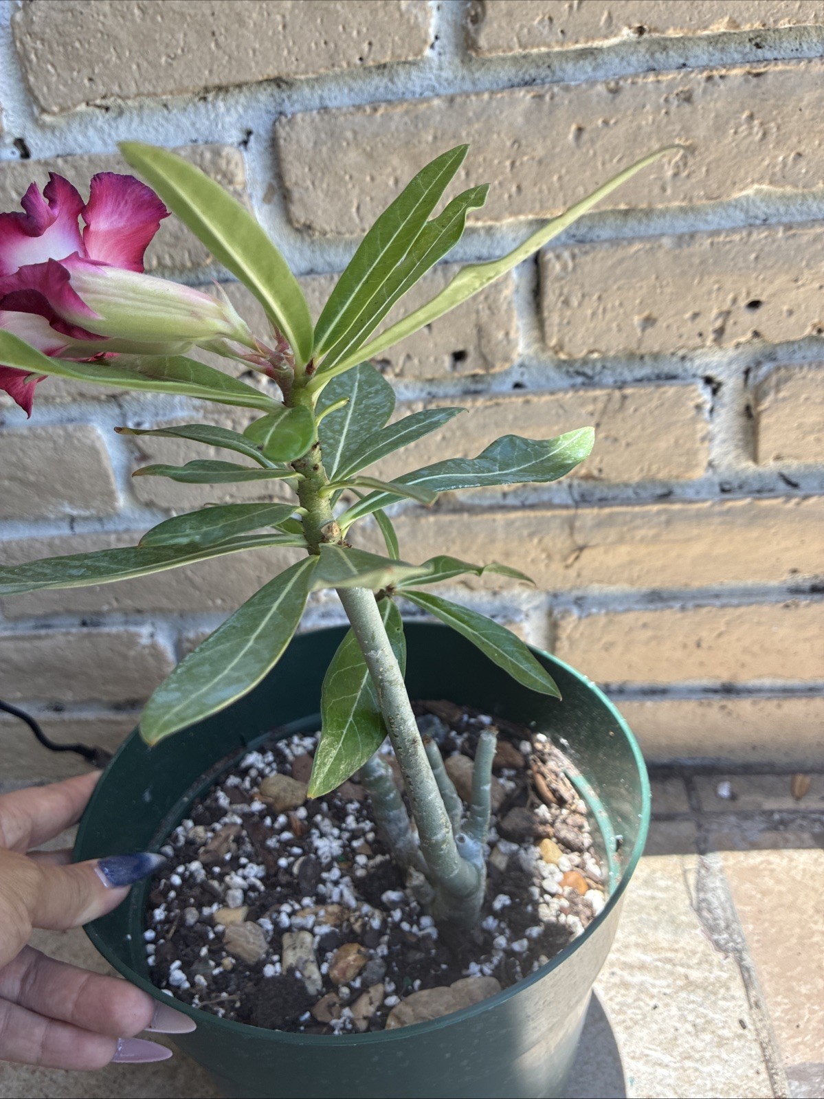 Beautiful Easy-Growing Favorite Desert Rose Double Petal Black Edge Pink Flowers