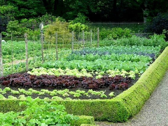 (Medium Garden) Survival Garden Emergency Food Seeds 36 kinds Heirloom USA Seeds