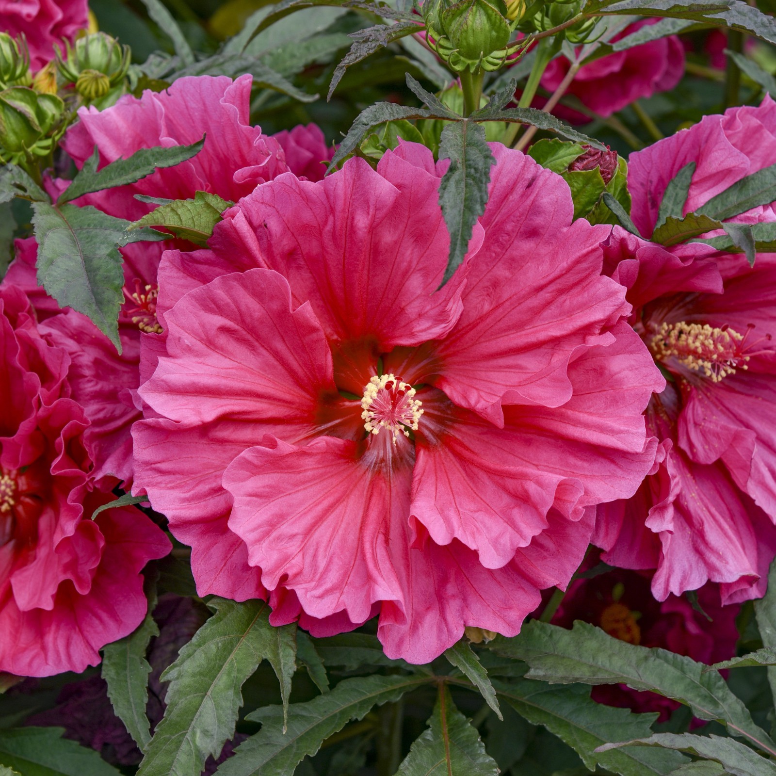 bush hibiscus WATERMELON RUFFLES new flower hardy 2.5″ pot = 1 Live Potted Plant