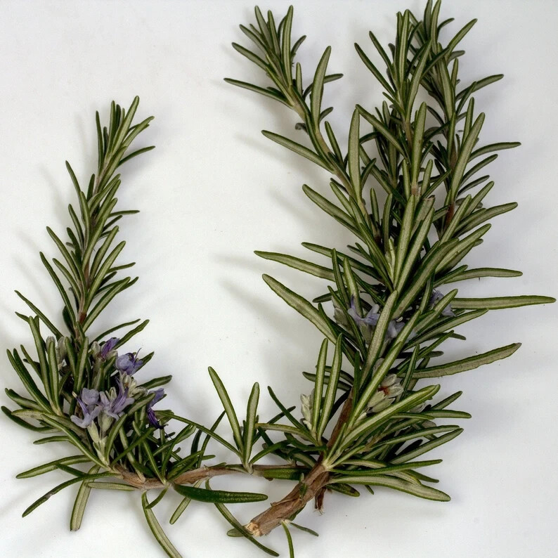Rosemary Live Plant 4″ Pot With Soil – Fresh Fragrant Flowers (CA Seller)