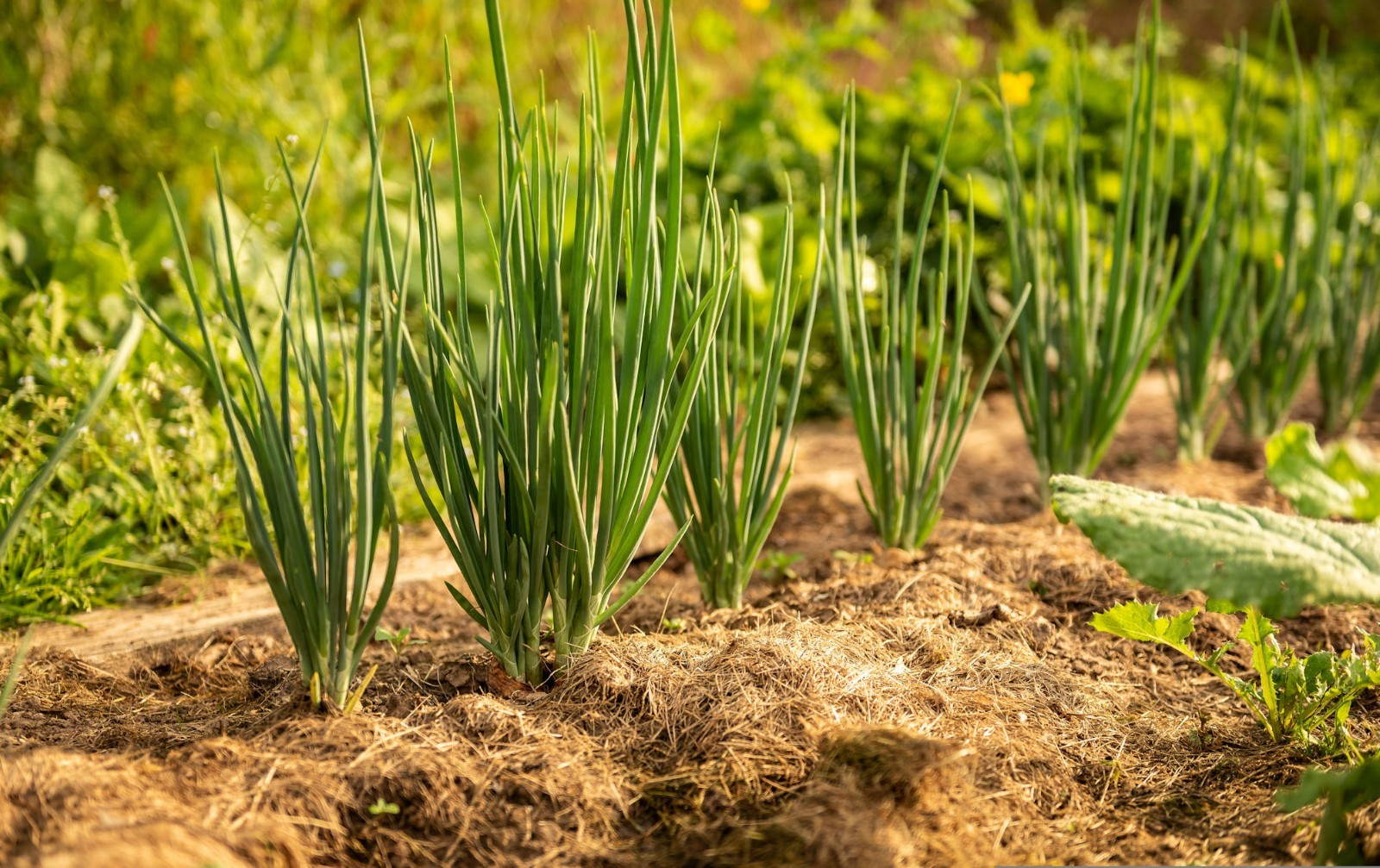 100 Warrior Bunching Onion Seeds! -All Natural AAS Winner!