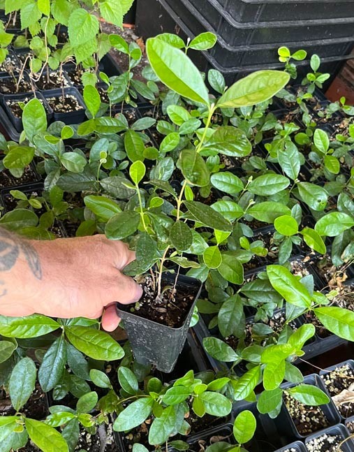 Pineapple Guava – Feijoa sellowiana – Live Plant – COLD HARDY EDIBLE