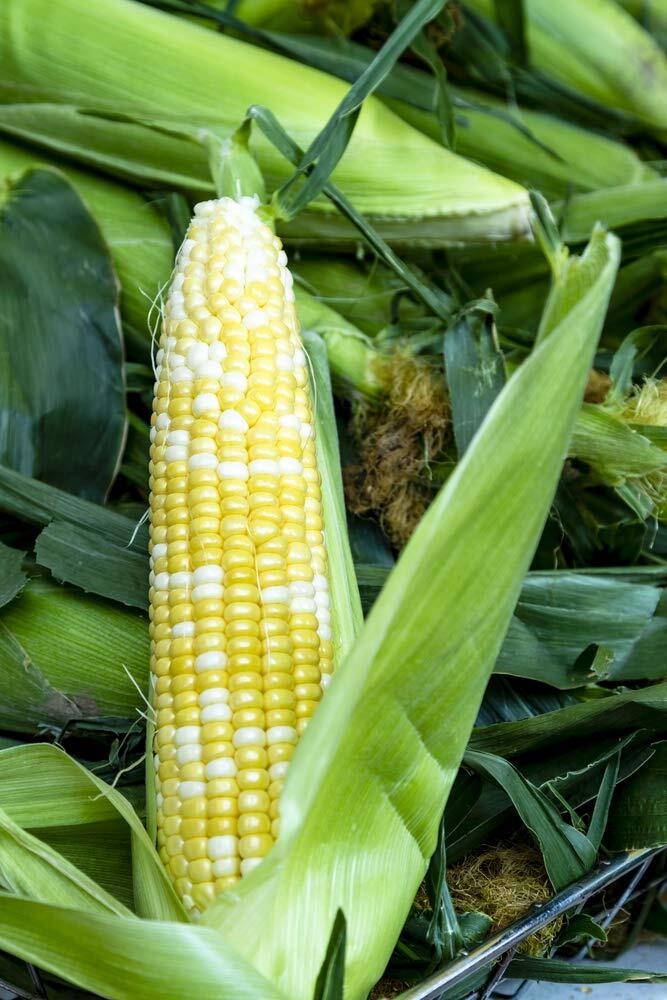 Ambrosia Sweet Corn Seeds 250+ Seeds