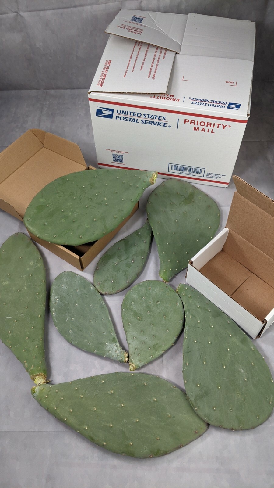 1lb Spineless Prickly Pear Opuntia Cactus From Arizona (1lb includes packaging)