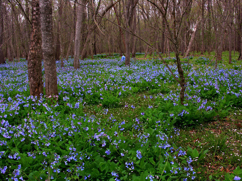 95 Roots VIRGINIA BLUEBELLS 1-Yr bulb Mertensia virginica spring wildflower READ