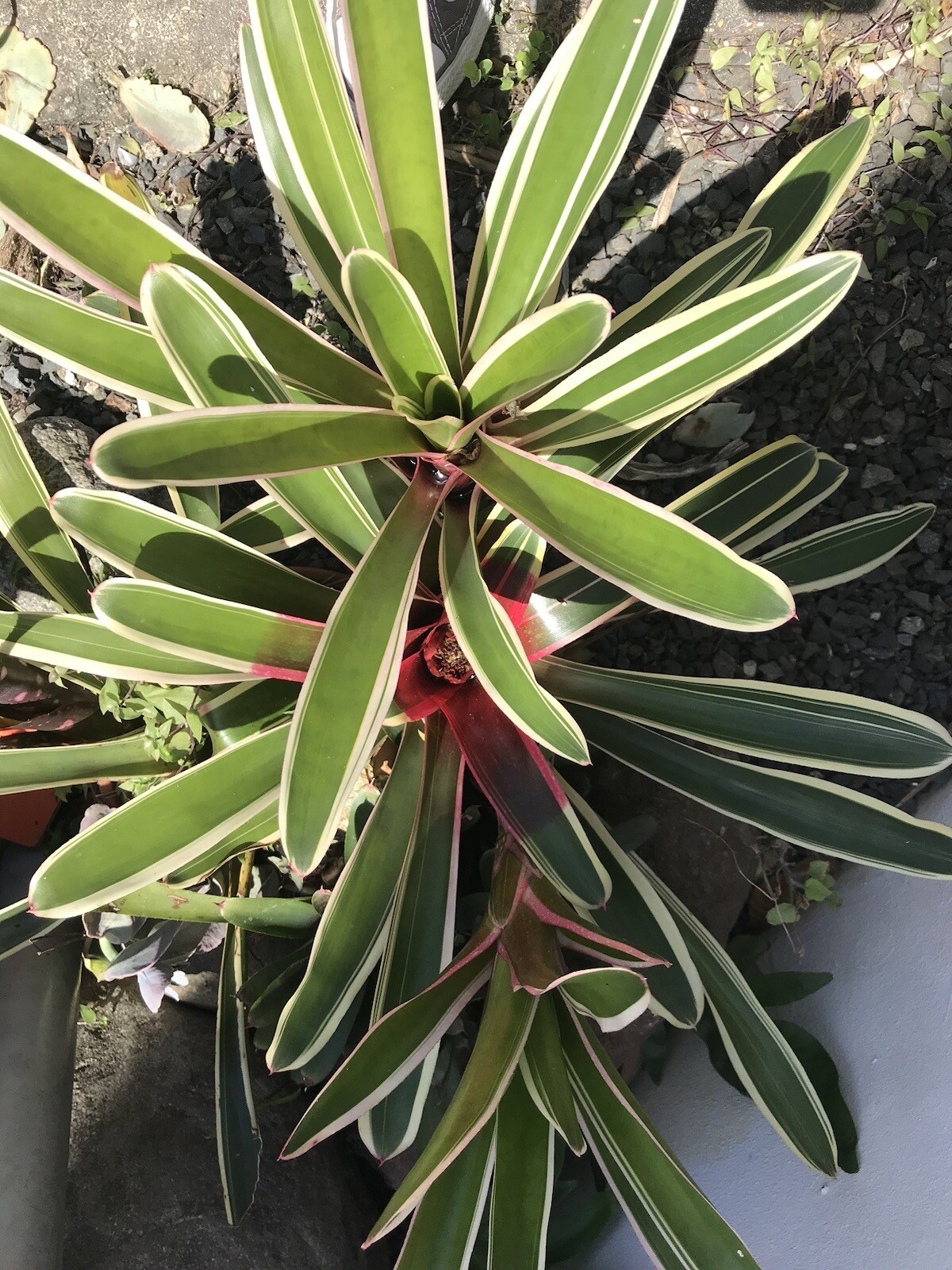 Exotic TROPICAL LANDSCAPE PLANT Pup Bromeliad White Red Green colorful unbranded