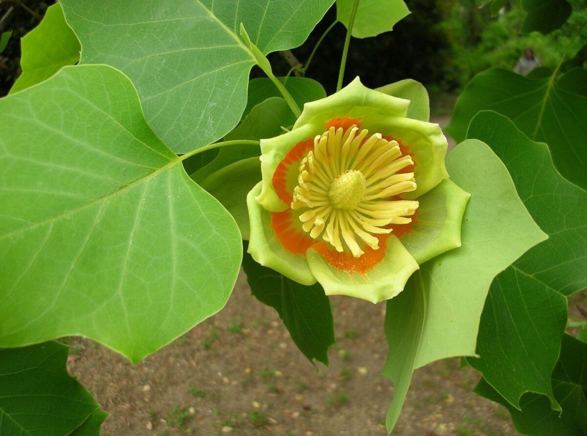 20 Tulip Poplar Tree seeds Liriodendron