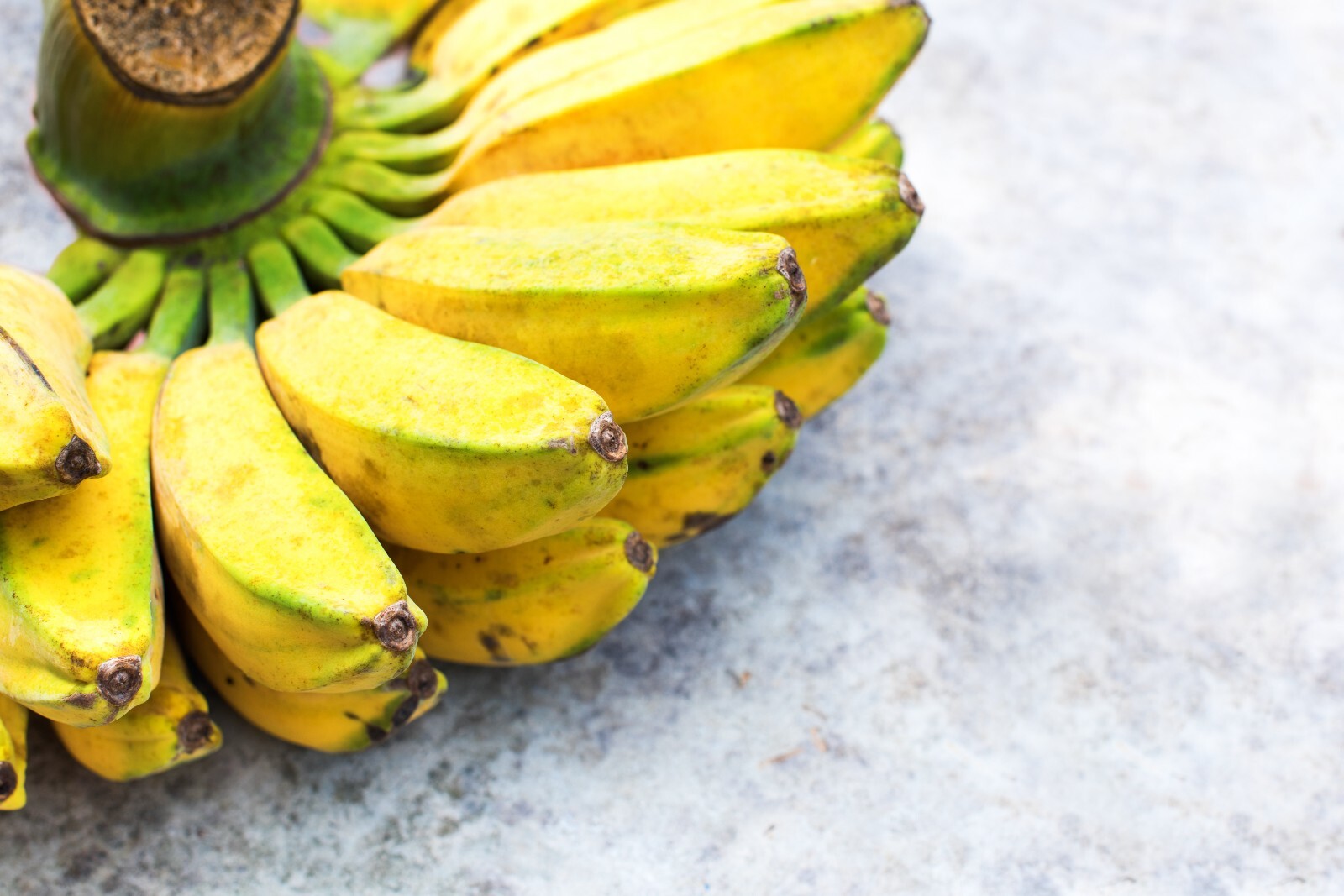 Burro Banana Plant – Live Plant