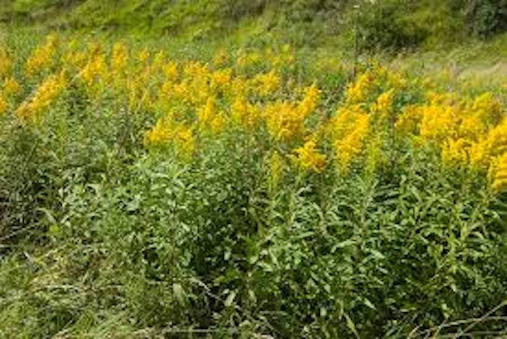 3 Goldenrod Solidago Bare Root Perennial Wildflower