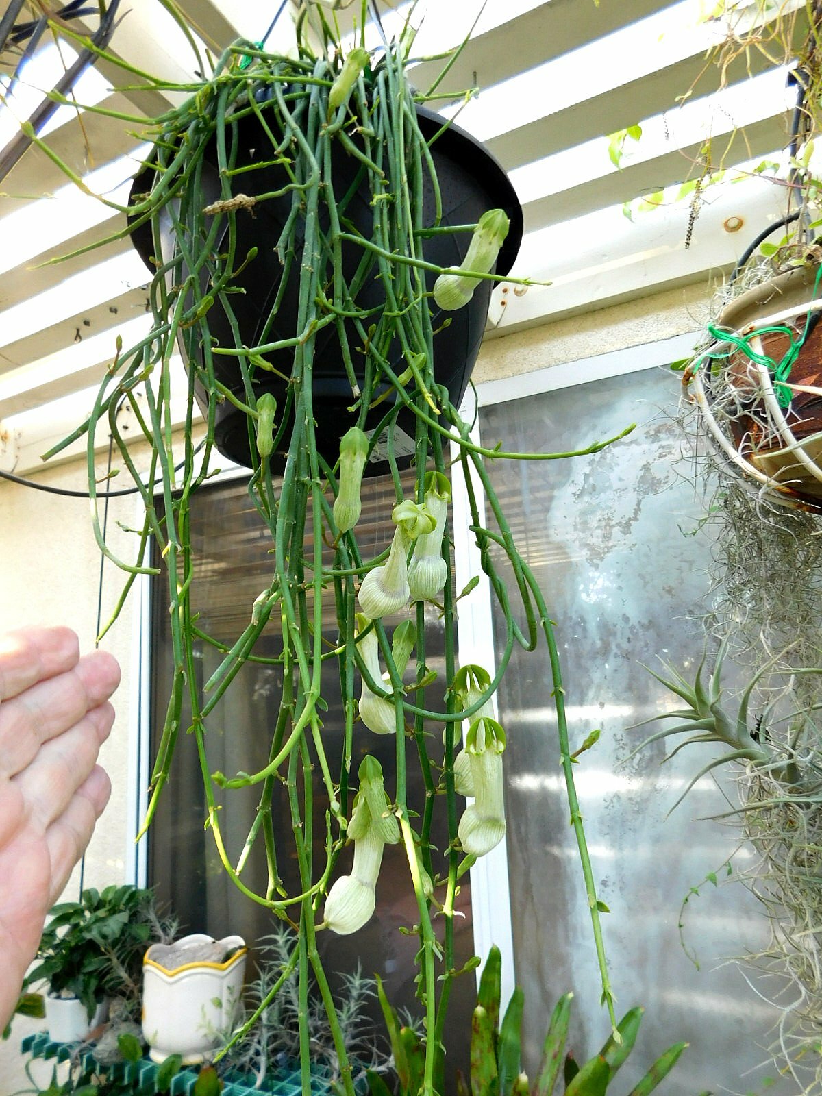 CEROPEGIA AMPLIATA or CONDOM FLOWER in a FLORAL EXPLOSION very easy rooting