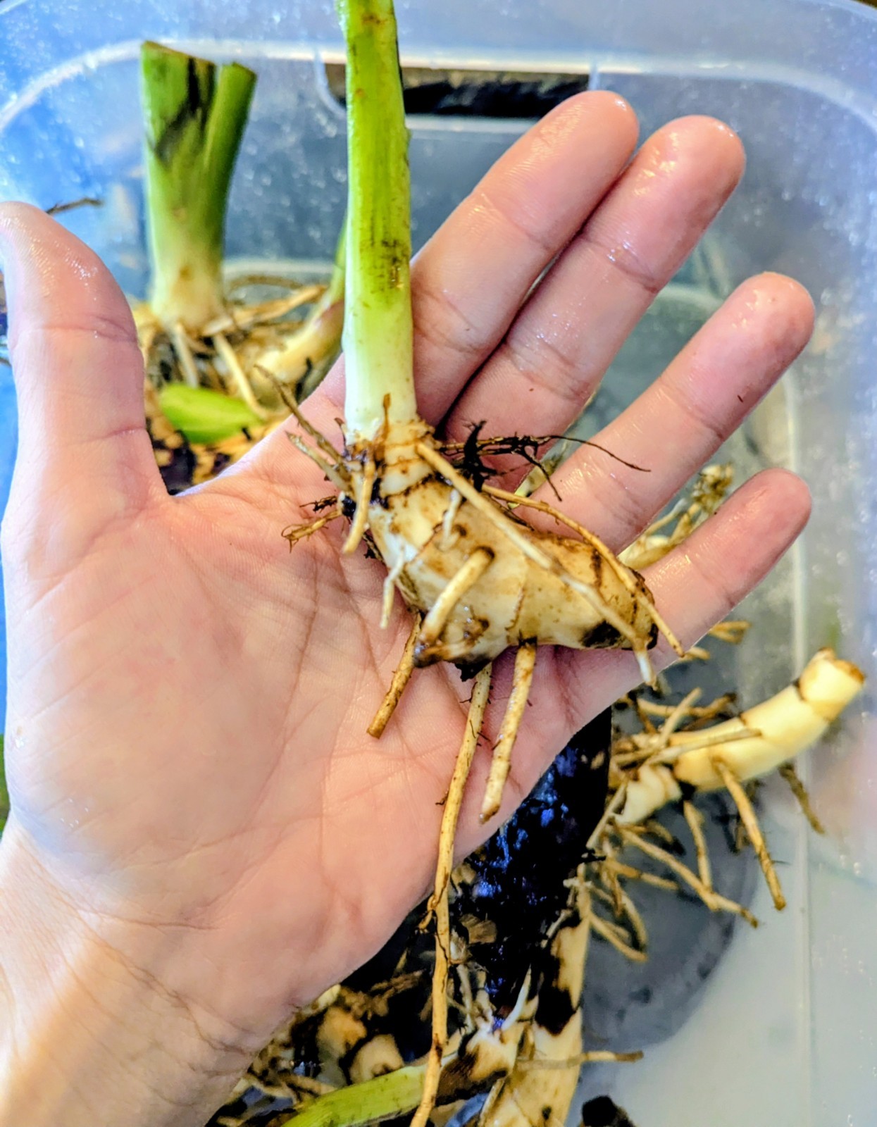 3 Canna Lily Rhizomes Live Bulbs Speckled Orange Yellow Flowers Tropical Plant