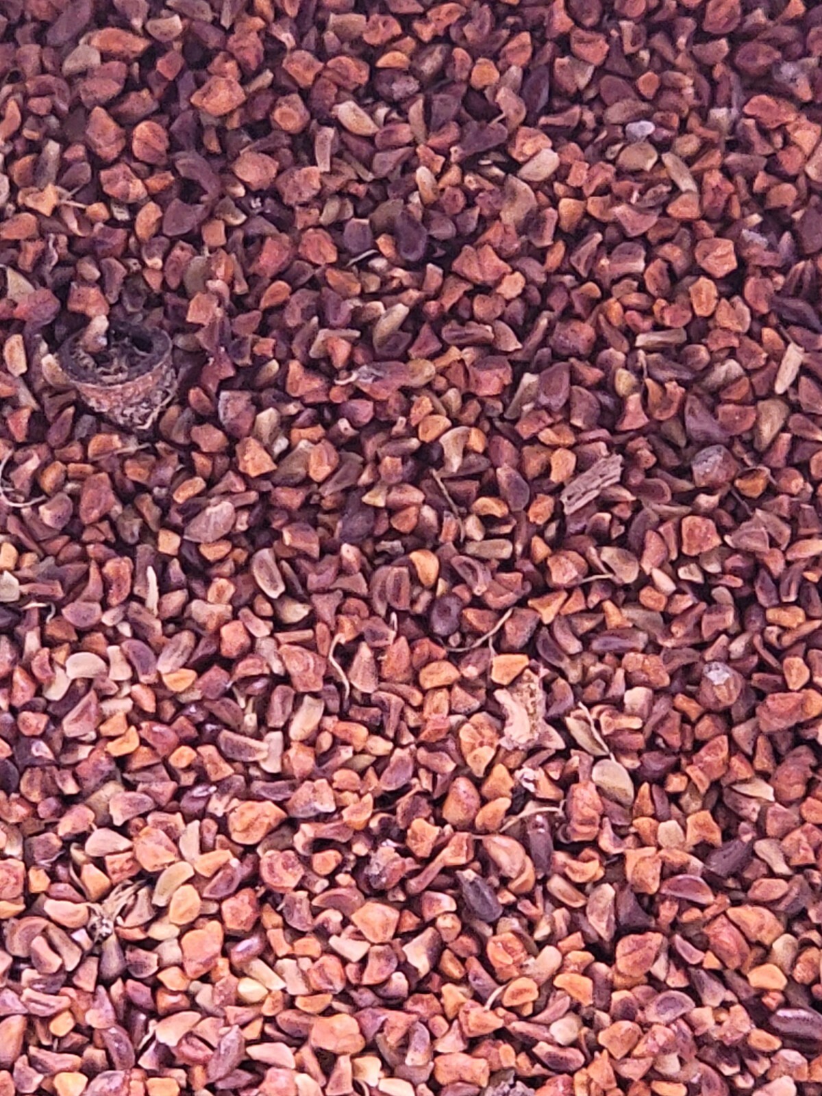 Eucalyptus rodwayii Seeds – ‘Swamp Peppermint’ – Rare Australian Tree Seeds