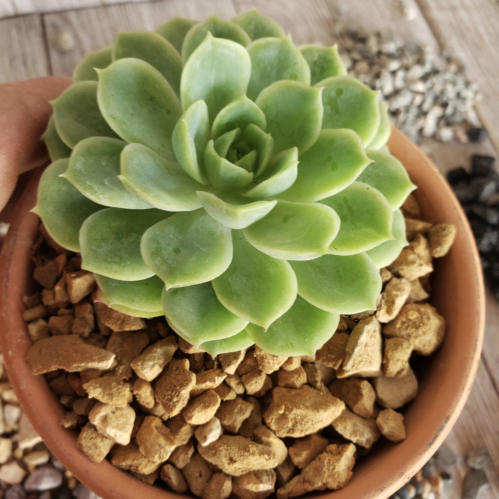1 Lb 3/8 California gold river rock Cactus and Succulent Top Soil Dressing cactu