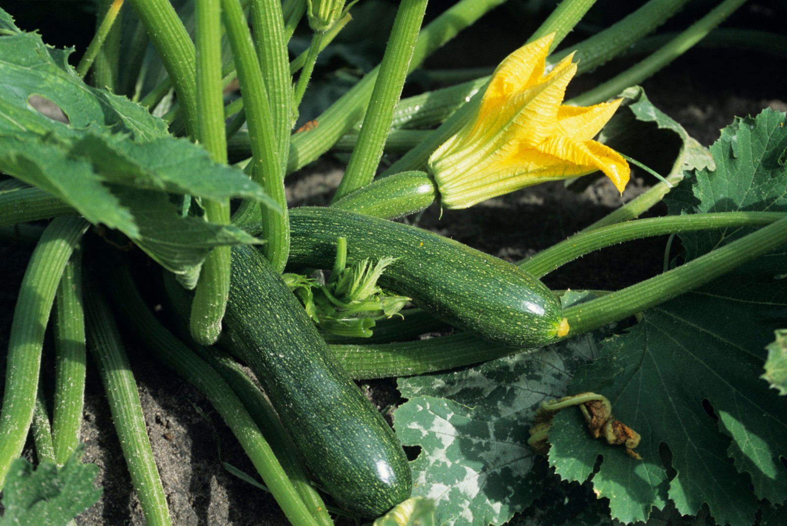 Black Beauty Zucchini Seeds, Summer Squash, NON-GMO, Courgette, FREE SHIPPING
