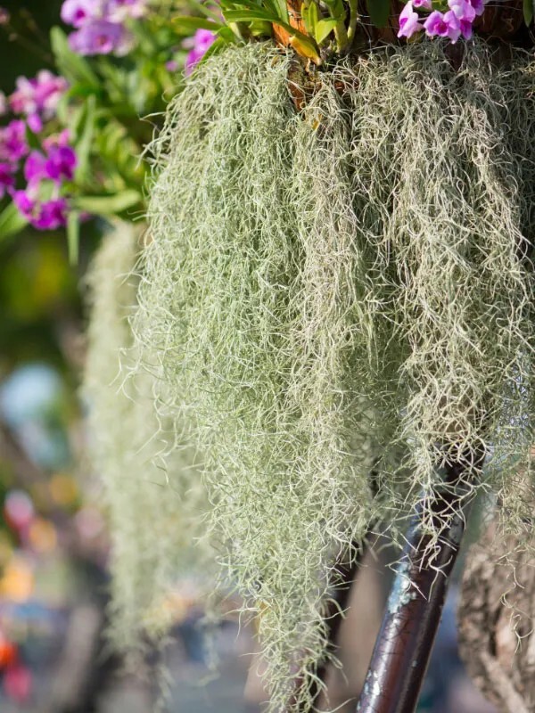 Spanish Moss – Live Spanish Moss Tillandsia Usneoides Hanging Air Plant Live.