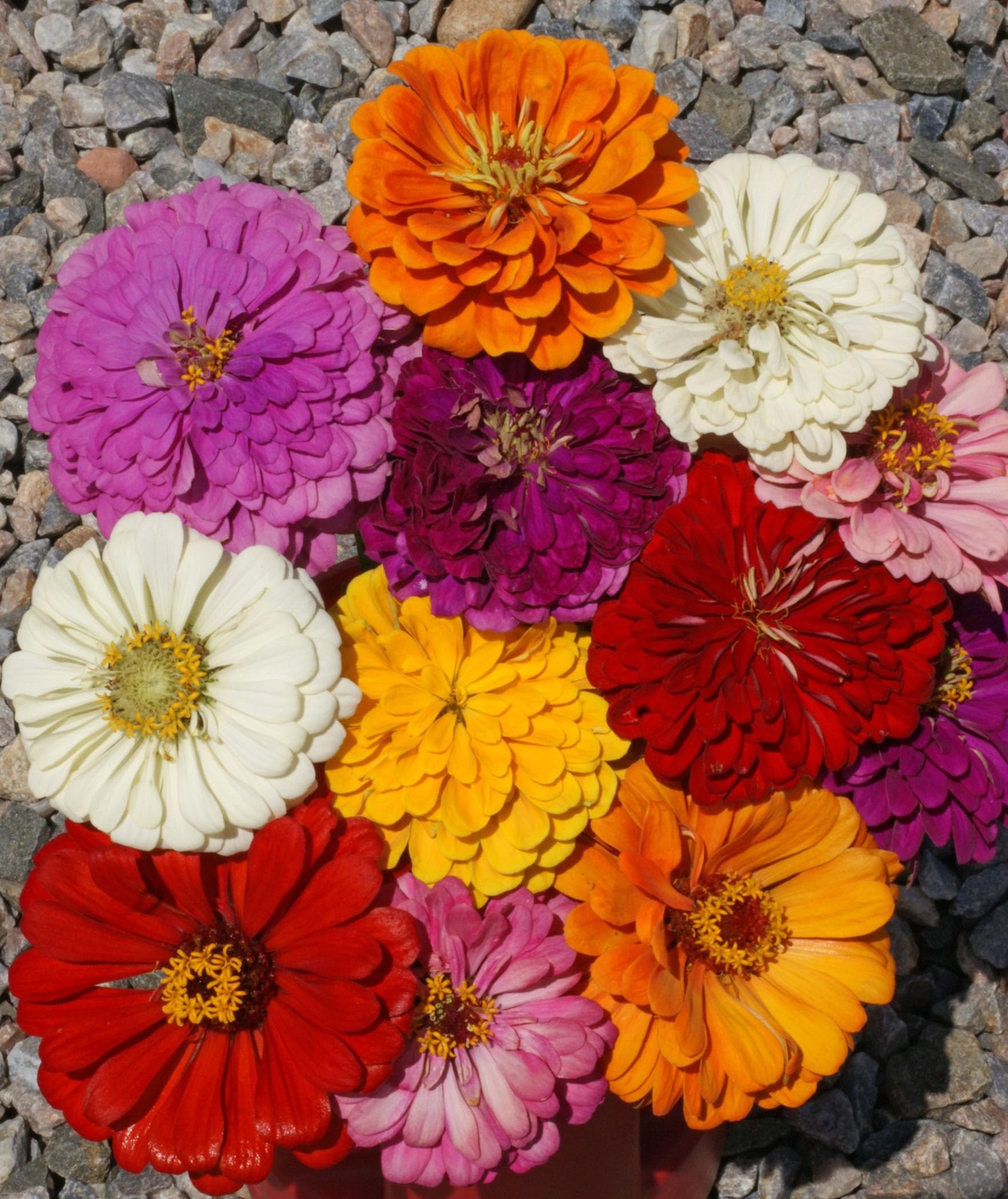 Zinnia California Giant Mix Nice 5,000 Seeds, Orange,Pink,Purple,Yellow