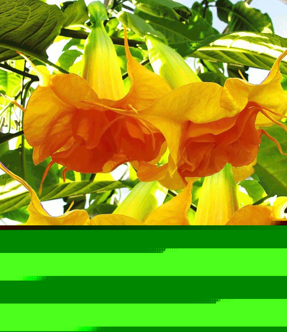 10 DBL Bright Yellow Orange Angel Trumpet Seeds Flowers Seed Flower 291 US SELLE