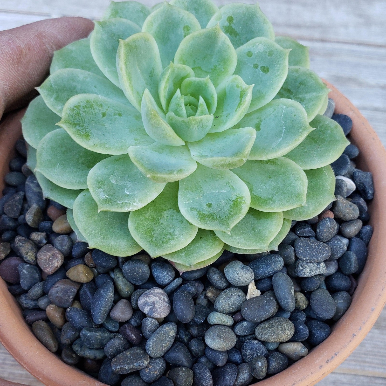 1 Lb 1/4 Black Criva River Rock Cactus and Succulent Top Soil Dressing cactus Ca