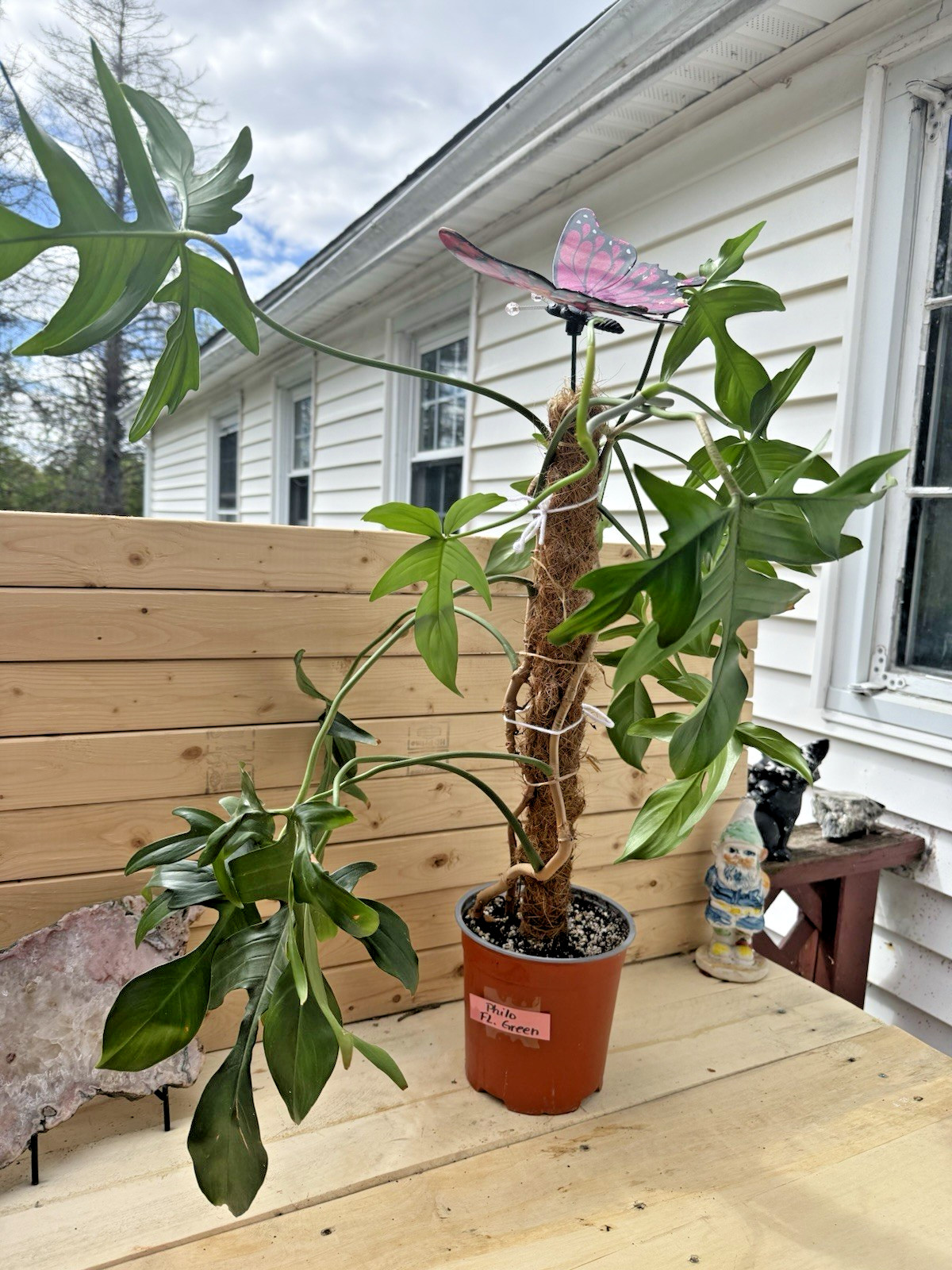 Philodendron Florida Green Plant Cutting Rooting in Moss Cut from Mature Mom