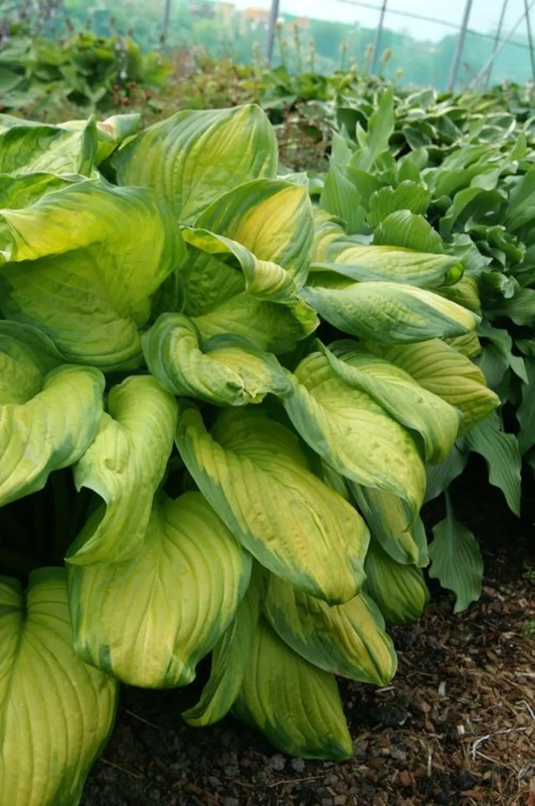 3 Hosta Stained Glass 3 Plant Roots, Summer Flowers Zones 3-9 easy to grow