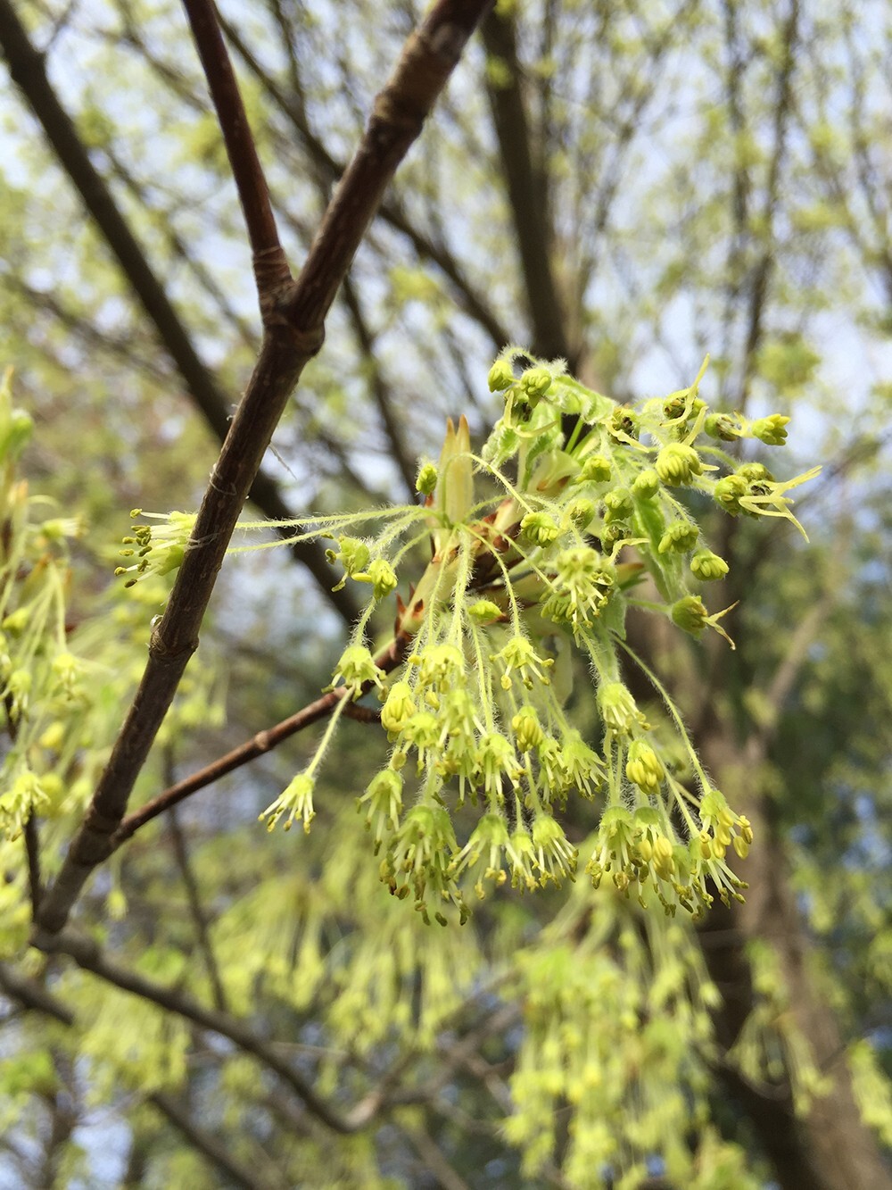 Northern Sugar Maple Tree | Premium Seeds | Acer saccharum ‘Fall’ | Plants’®