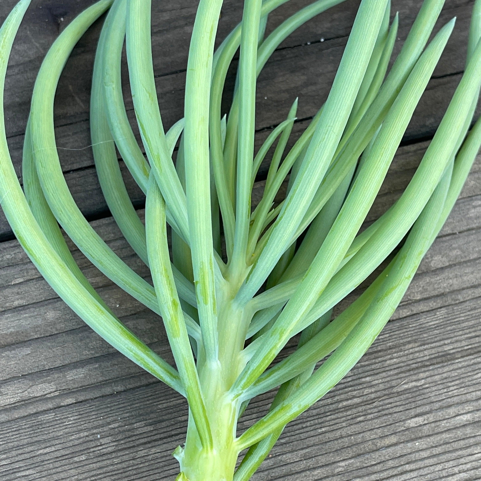 Cuttings – Senecio cylindricus ‘Narrow Chalk Fingers'(2)