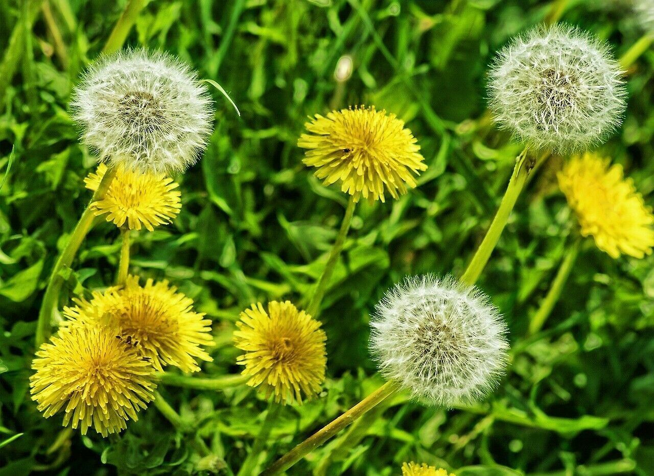 Dandelion Flowers Seeds Edible Flowers, Wild Organic-Non GMO- Heirloom Seeds