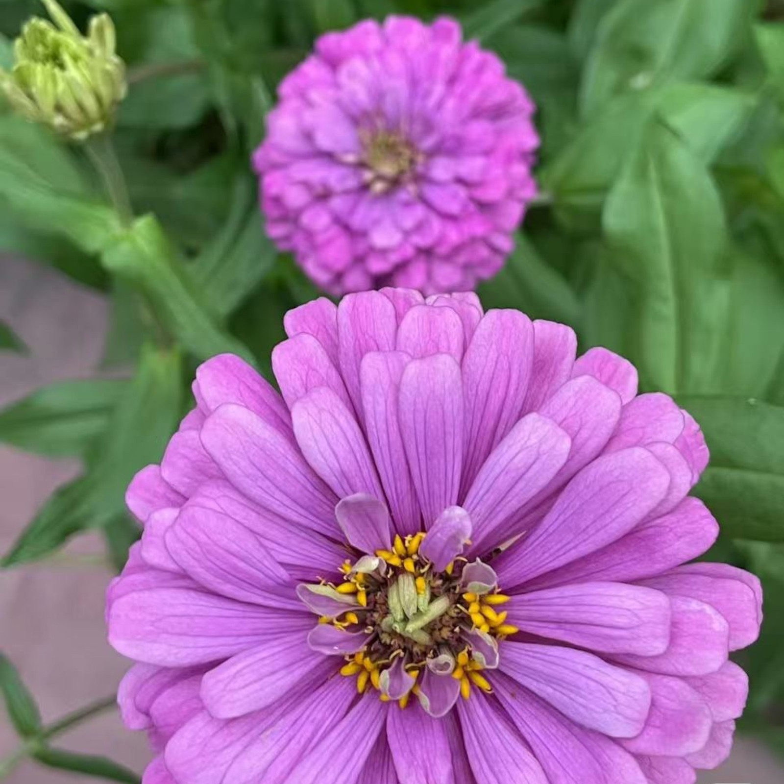 50 Purple Zinnia Seeds – Large Double Blooms, Easy Annual Garden Flowers