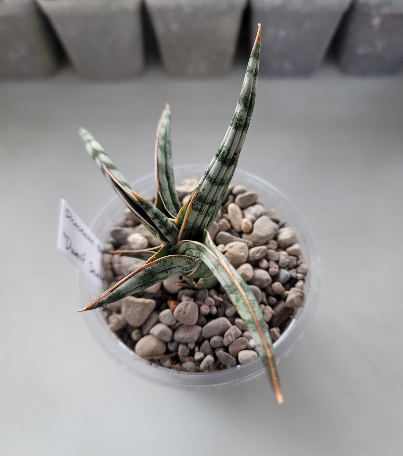 Live Cutting Dracaena Ballyi “Dwarf Snake Plant” Succulent In 4″ Pot – No Roots