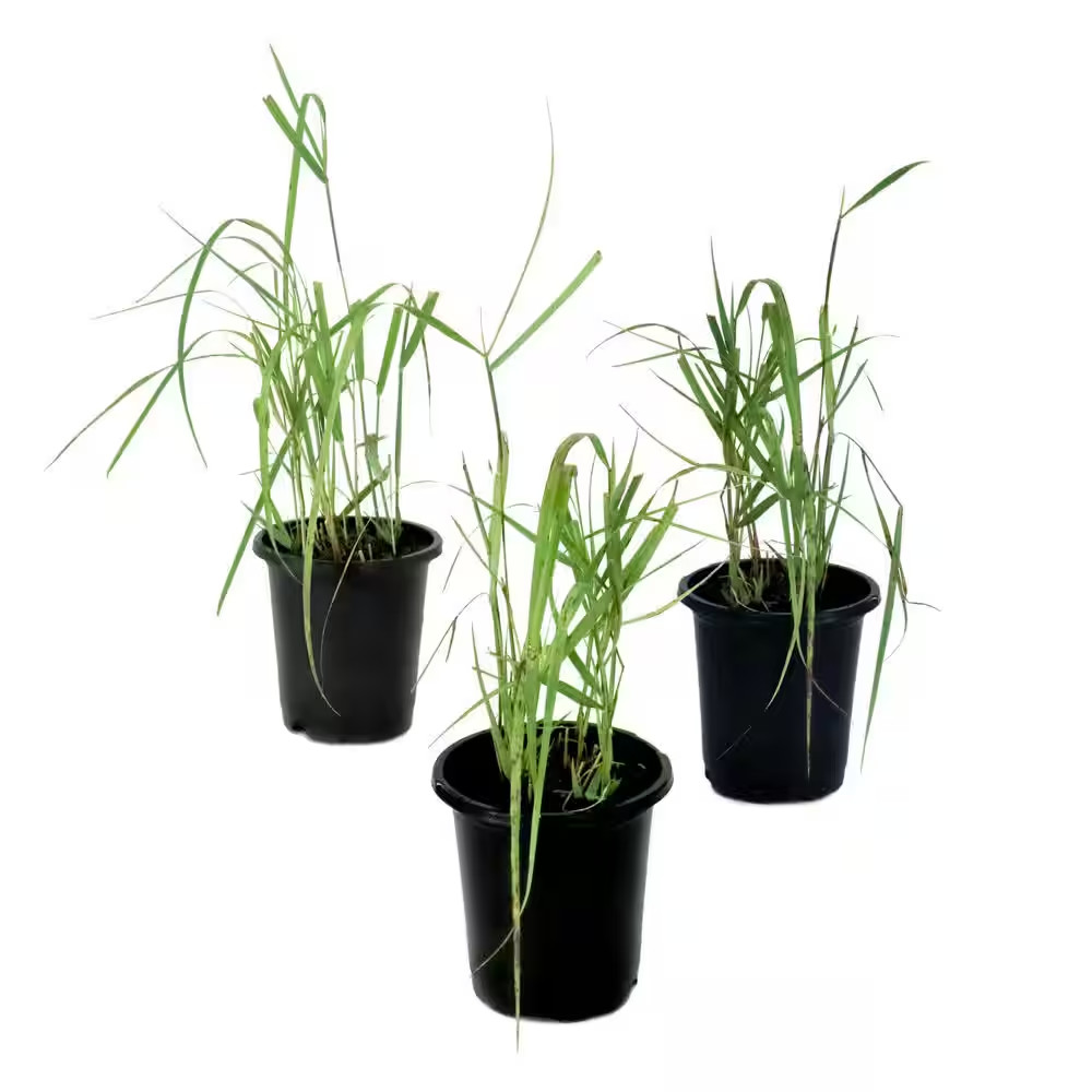 4 In. Heavy Metal Panicum Virgatum Switch Grass (3-Pack)