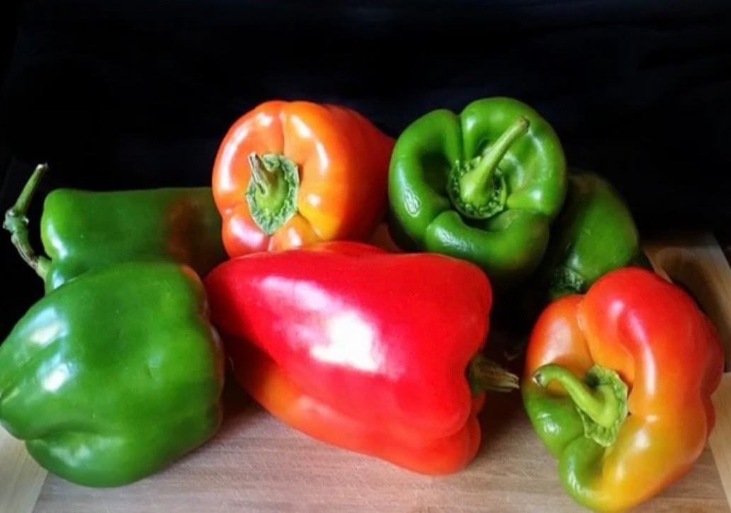 Keystone Giant Sweet Bell Pepper – FRESH Seeds – Organic Non-GMO, USA Seller