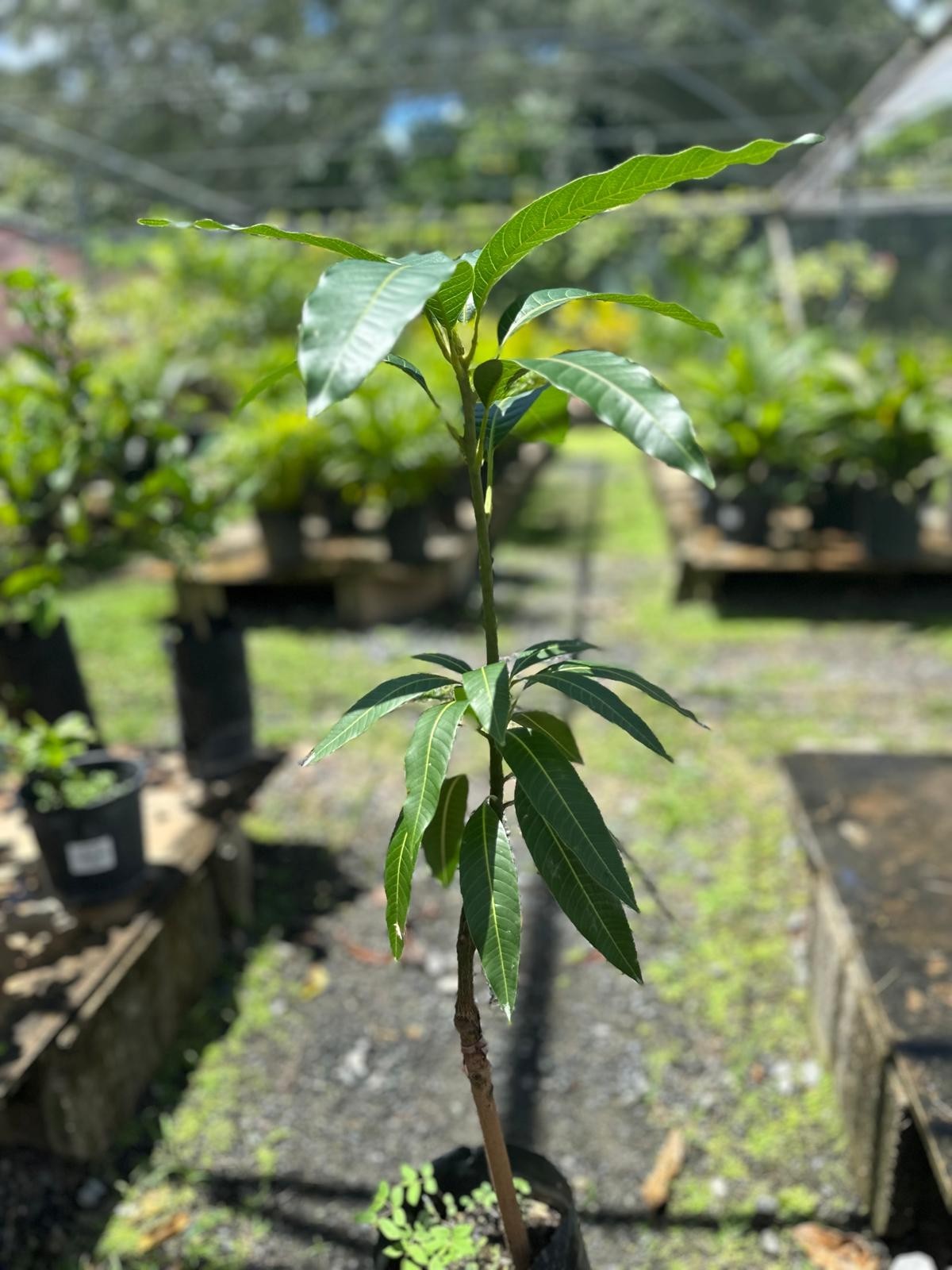 Big Grafted Mango (Mangifera ) Alphonso Live Fruit Tree (1.5-3 ft) Indica
