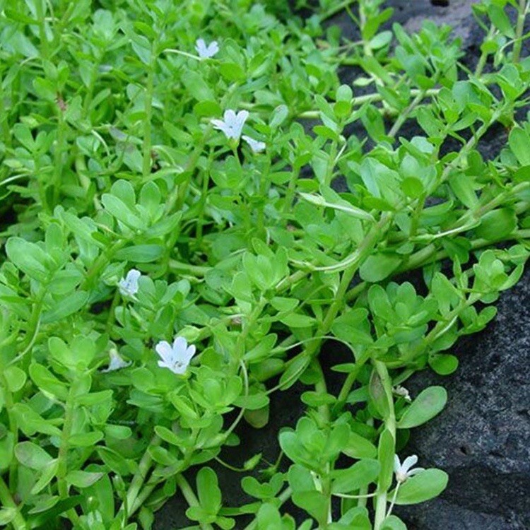15 Live Bacopa Monnieri Brahmi Water Hyssop aquatic 12 Inch ( 15 Plants)
