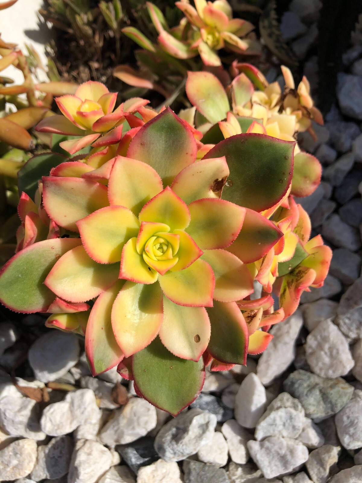Aeonium Kiwi 5 Cuttings, 2″ or 4″ Pot. Green Yellow Succulents, easy 2 grow