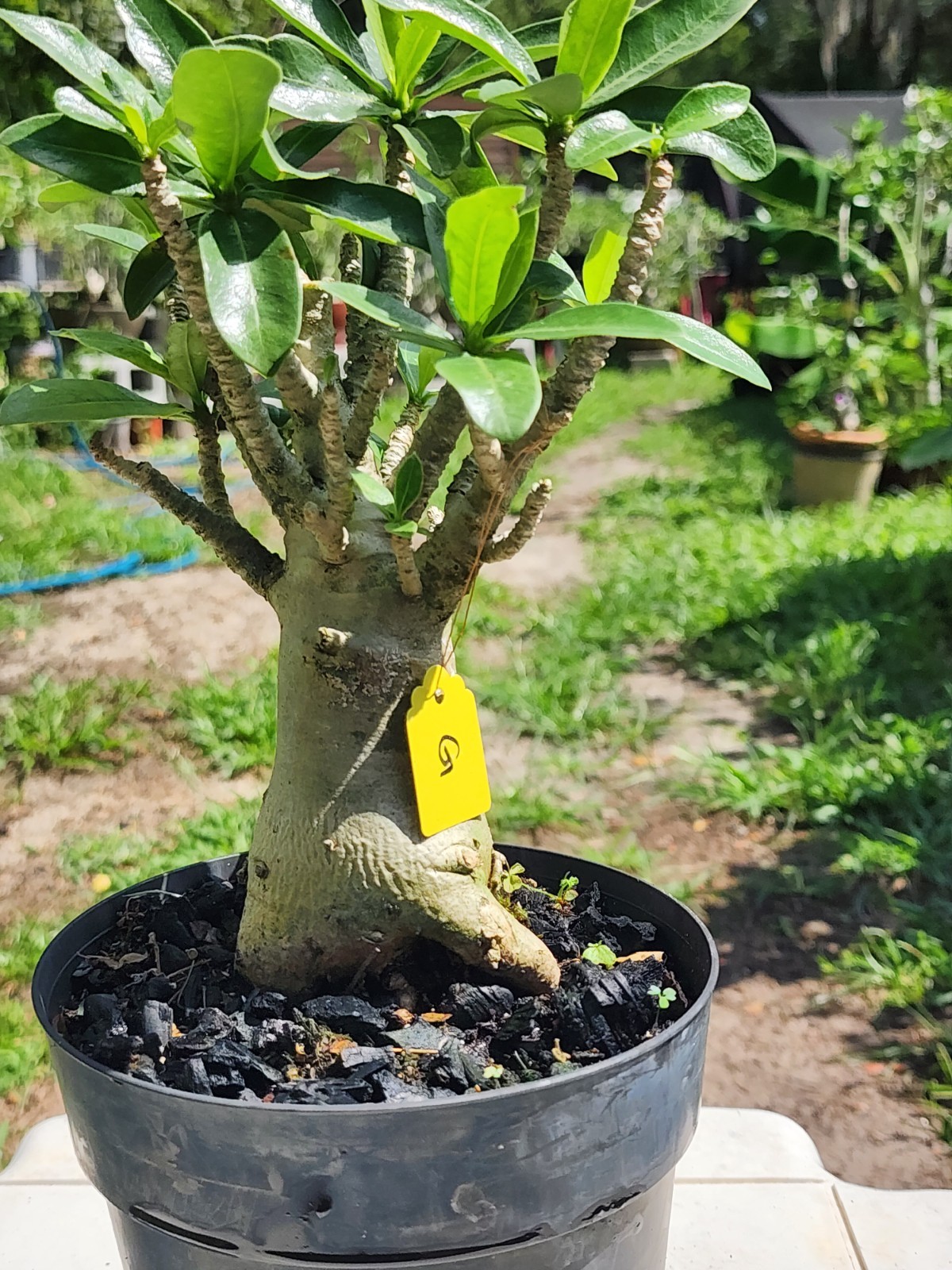 #.G.. Adenium THAI SOKO Desert Rose… big foot ..Plant perfect for bonsai