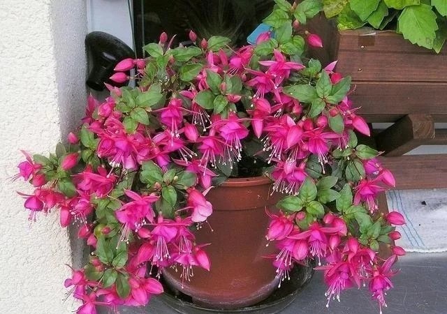 Mix 50pcs/bag Fuchsia Seeds Potted Flowers seeds,bonsai seeds.#6445