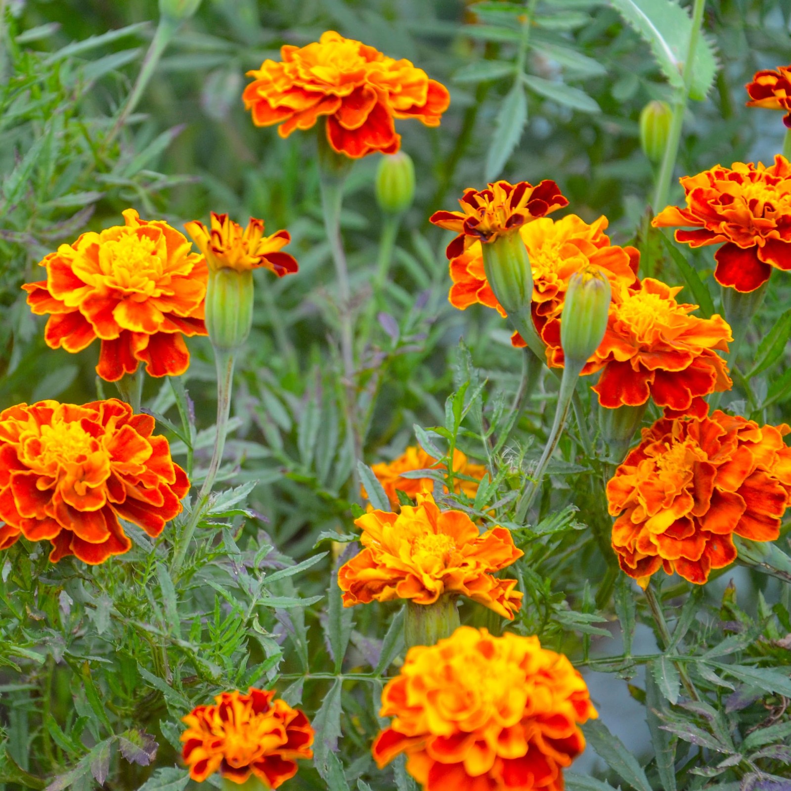 The Old Farmer’s 1 Packet – 1 Gram – Approx 200 Seeds, Orange, Red, Yellow
