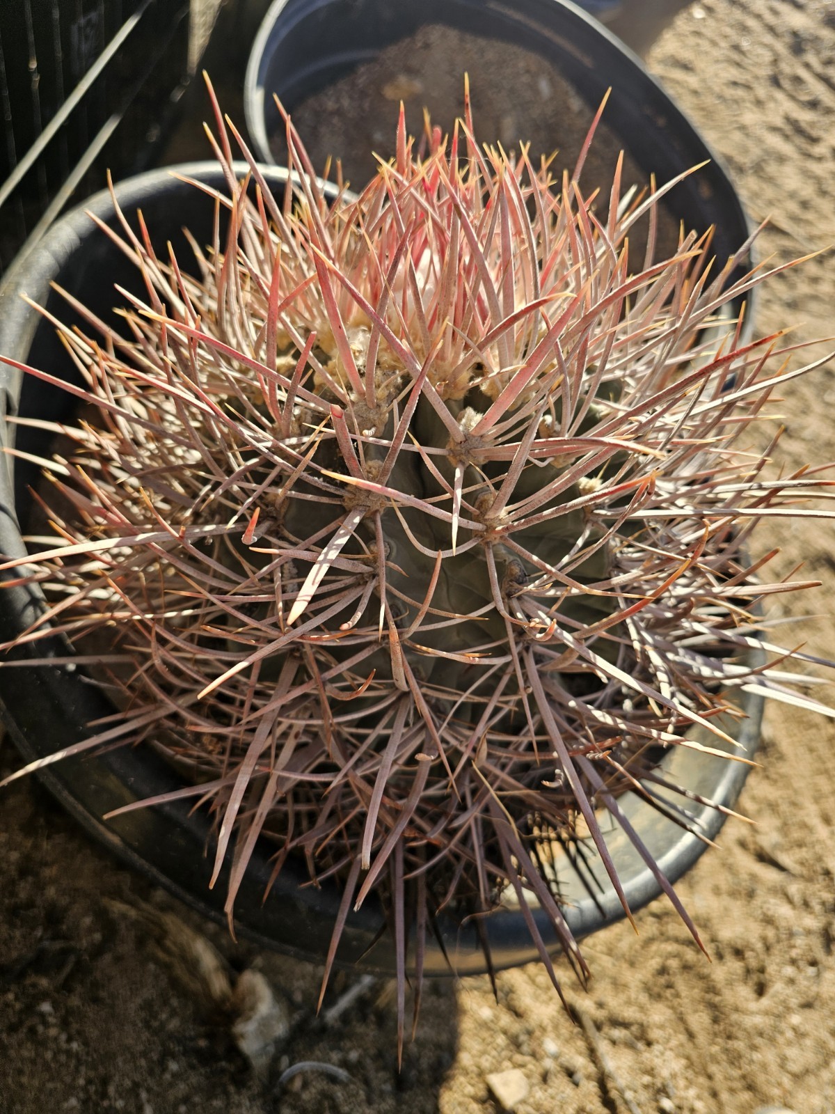 E. Polycephalus, 11″ Tall, 10″ Wide