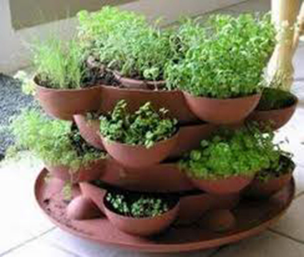 Herb Garden Collection, Small, Heirloom Seeds, 6 Top Varieties of Herbs