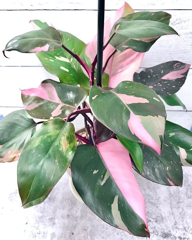 ~~PINK PRINCESS~~Variegated Philodenron SMALL Rooted Starter Plant~~VERY RARE!