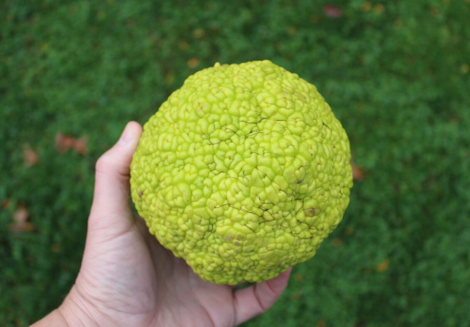 Hedge Apple Osage Orange Tree Seeds Horse Apple Monkey Maclura Ball Size: 10-100