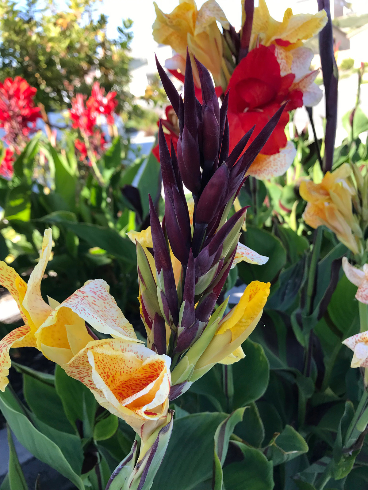 Canna Lily Cleopatra Rhizome: Variegated Foliage, Exotic Blooms – 1-Rhizome