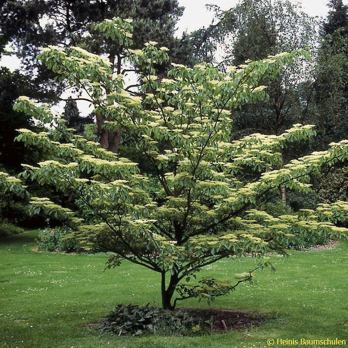 Giant Dogwood, Cornus controversa, Tree Seeds (Fast, Fall Color, Hardy, Showy)