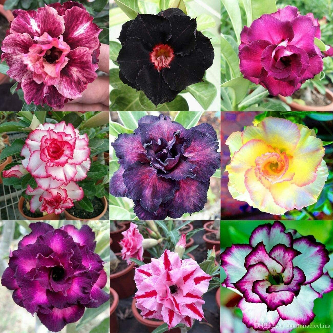 100 Mixed Color Desert Rose Seeds to Grow 100 Adenium Obesum Seeds