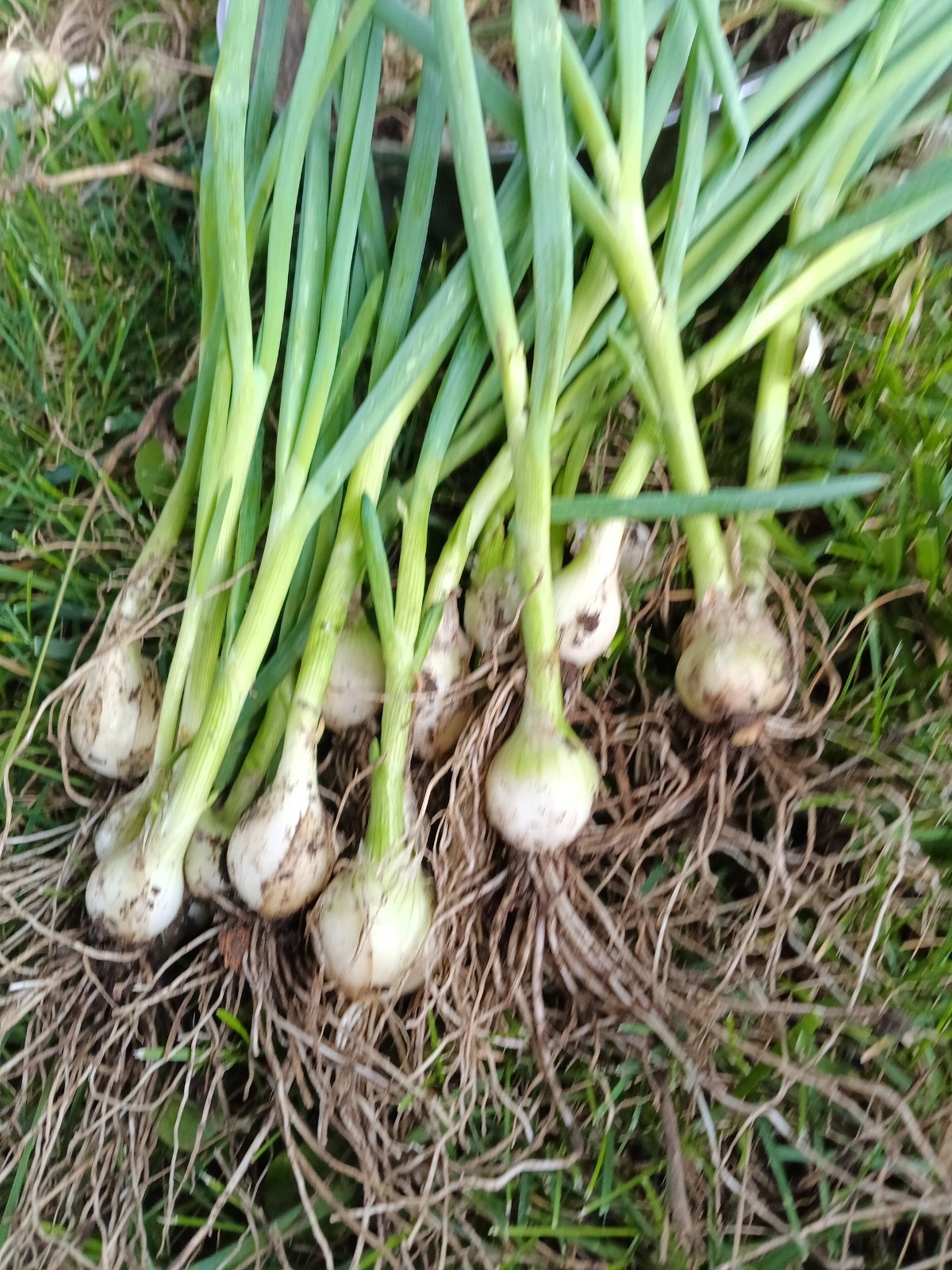 25 Egyptian Walking Multiplier Onions McCullar’s White Winter Hardy