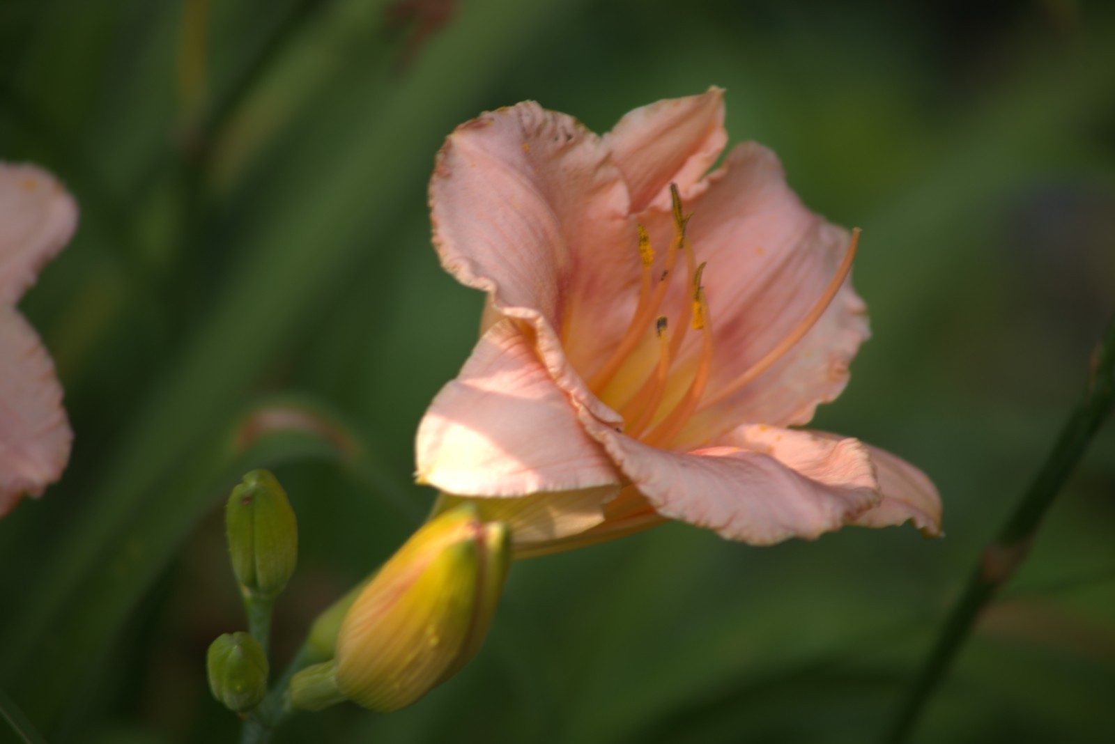 Daylily, Children’s Festival, Peachy Pink, Perennial, Bare Root x 3, zones 3-9